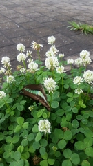 Graphium sarpedon nipponum