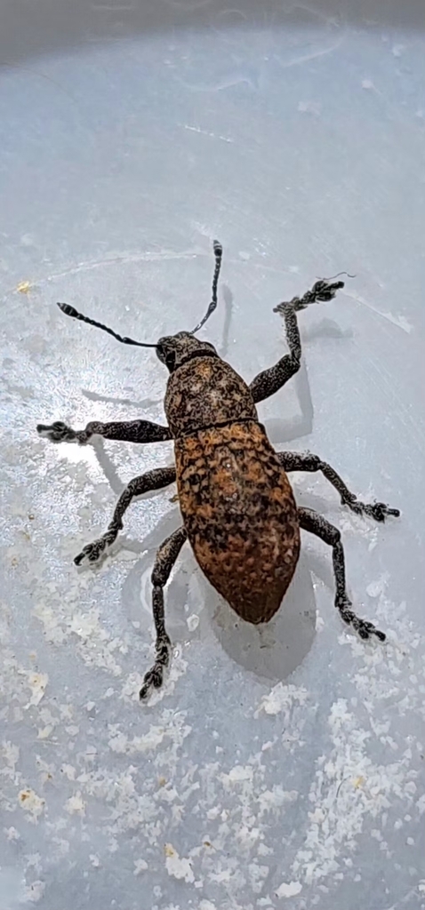 Brown Leaf Notcher