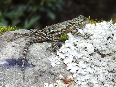 Green Spiny Lizard photo 3