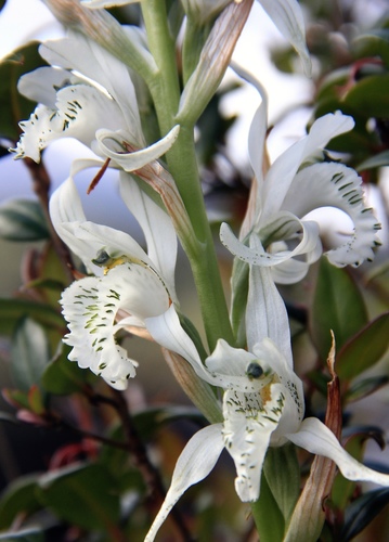 Chloraea piquichen · iNaturalist