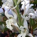 Chloraea piquichen - Photo 由 Sebastián Lescano 所上傳的 (c) Sebastián Lescano，保留部份權利CC BY-NC