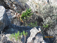 Aloiampelos commixta