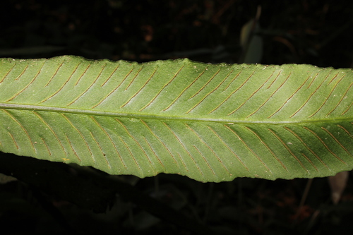Asplenium pearcei observed 2024-09-17