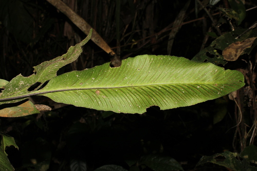 Asplenium pearcei observed 2024-09-17
