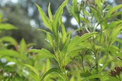 Chromolaena perglabra