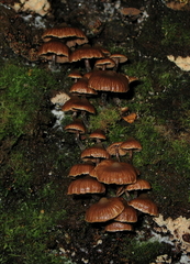 Kuehneromyces brunneoalbescens