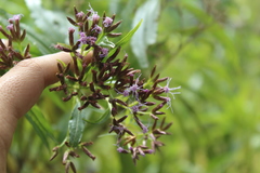 Chromolaena perglabra