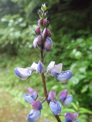 Lupinus arcticus