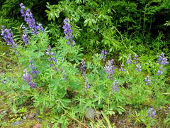 Lupinus arcticus