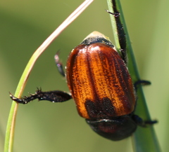 Anisoplia austriaca