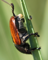 Anisoplia austriaca