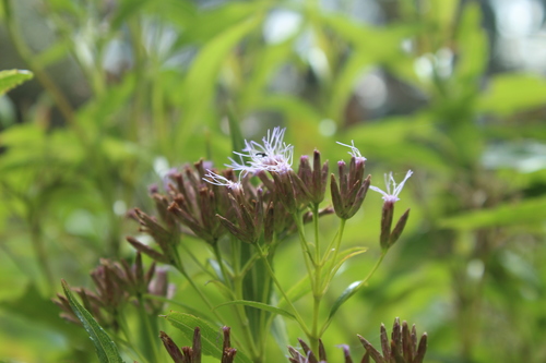 Chromolaena perglabra (Chromolaena perglabra)
