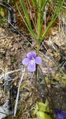 Pinguicula macroceras