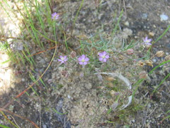 Spergularia media media