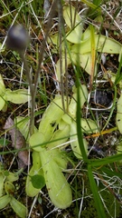Pinguicula macroceras