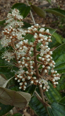 Miconia amoena