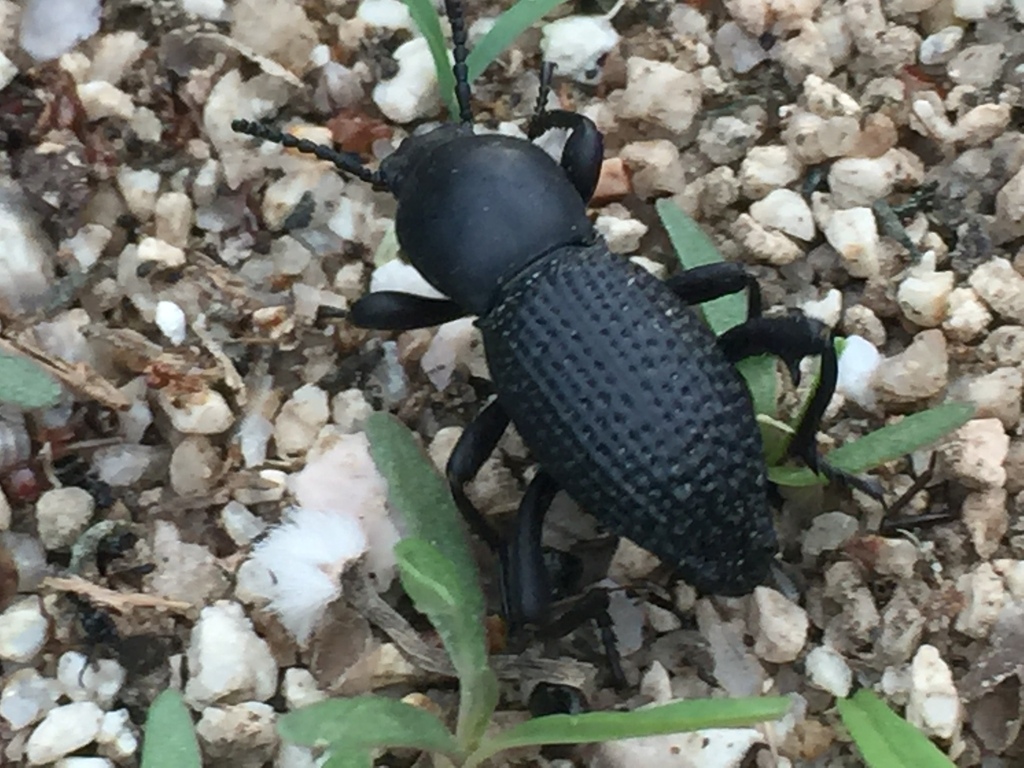 Argoporis cribrata