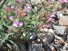 Penstemon lyallii