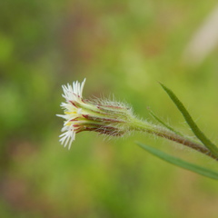 Erigeron lonchophyllus