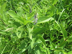 Orbexilum onobrychis