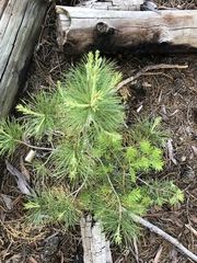 Pinus monticola