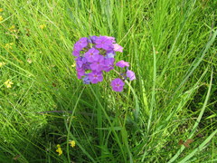 Phlox glaberrima interior