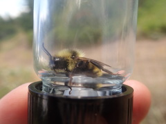 Bombus insularis