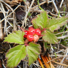 Rubus arcticus acaulis