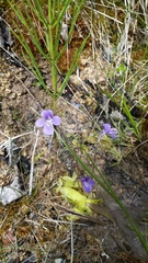 Pinguicula macroceras