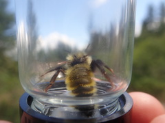 Bombus insularis