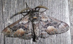 Phaeoura mexicanaria