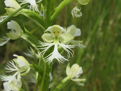 Platanthera leucophaea