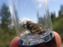 Bombus insularis