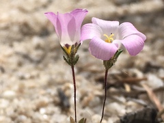 Linanthus bellus