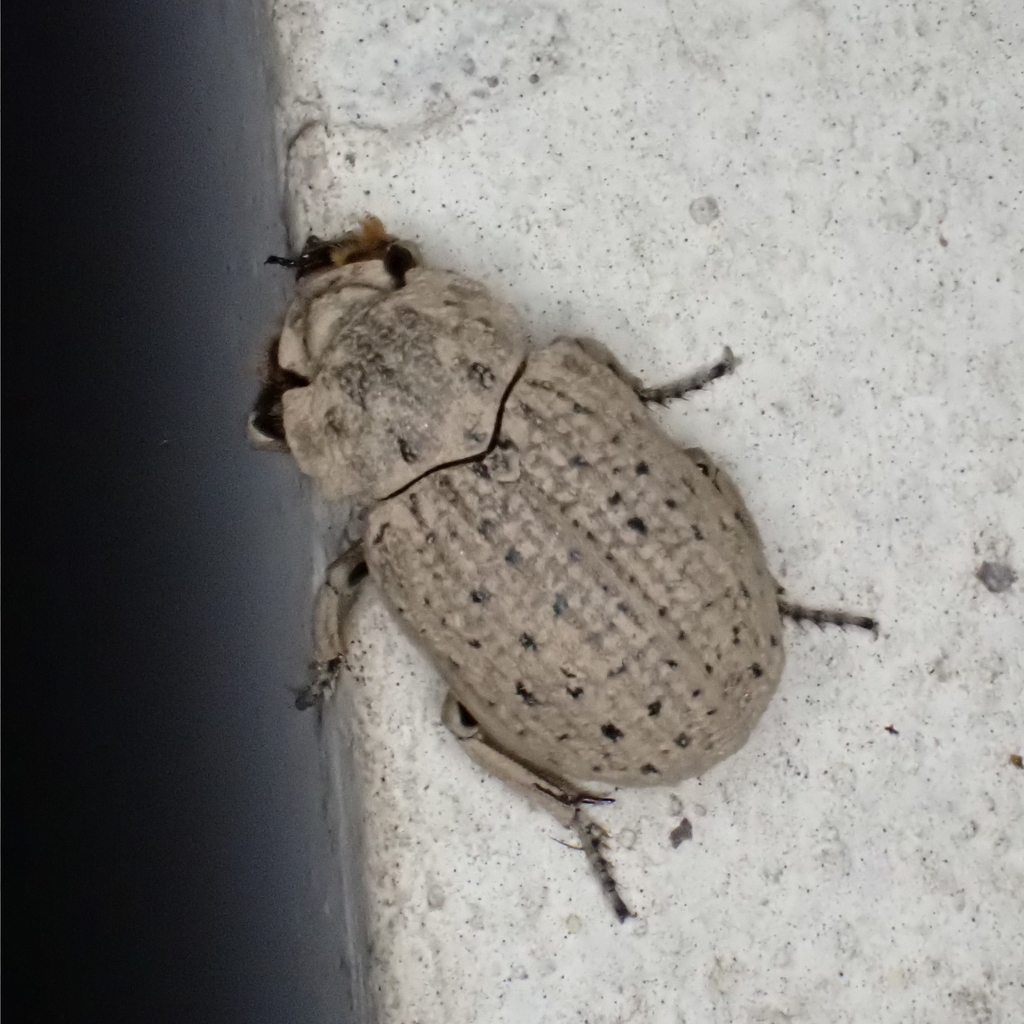 Hide beetle