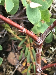 Salix pulchra
