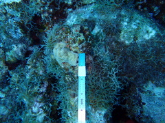Porites astreoides