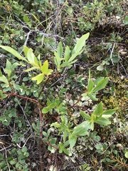 Salix pulchra