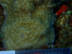 Porites astreoides