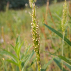 Leymus innovatus