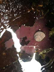 Calliostoma