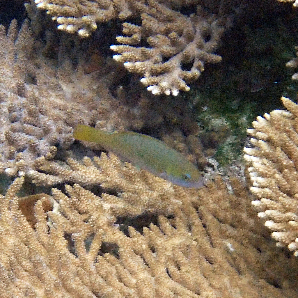 Chameleon Parrotfish