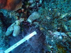 Porites porites