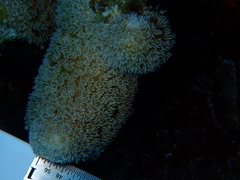 Porites porites