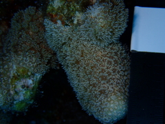 Porites porites