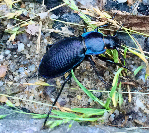 Carabus scheidleri scheidleri