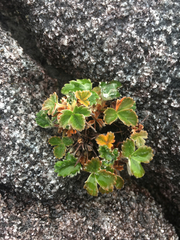 Potentilla villosa