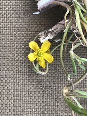 Ranunculus reptans