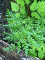 Conioselinum
