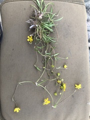 Ranunculus reptans
